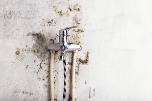 Best Professional Mold Removal  in Waukegan, IL
