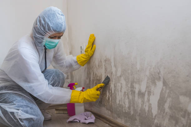 Professional Mold Removal in Waukegan, IL