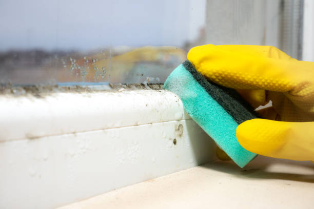 Best Attic Mold Removal  in Waukegan, IL