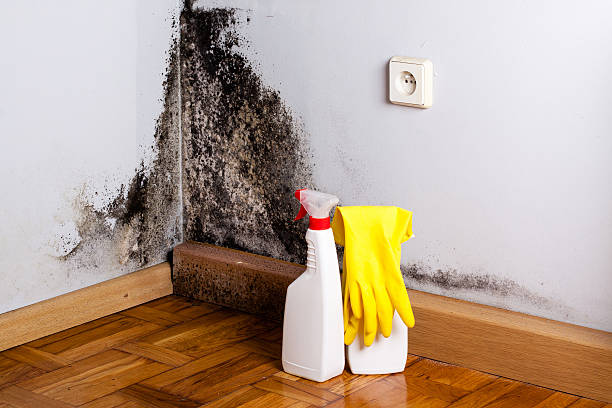 Best Mold Damage Repair  in Waukegan, IL